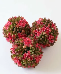 Inspire Me! Home Decor Floral Kalanchoe Orb (3 Colors) 33 Inspire Me! Home Decor Floral Kalanchoe Orb (3 Colors)