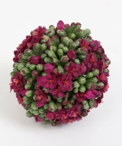 Inspire Me! Home Decor Floral Kalanchoe Orb (3 Colors) 31 Inspire Me! Home Decor Floral Kalanchoe Orb (3 Colors)